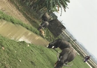 ベトナムの田園風景と水牛