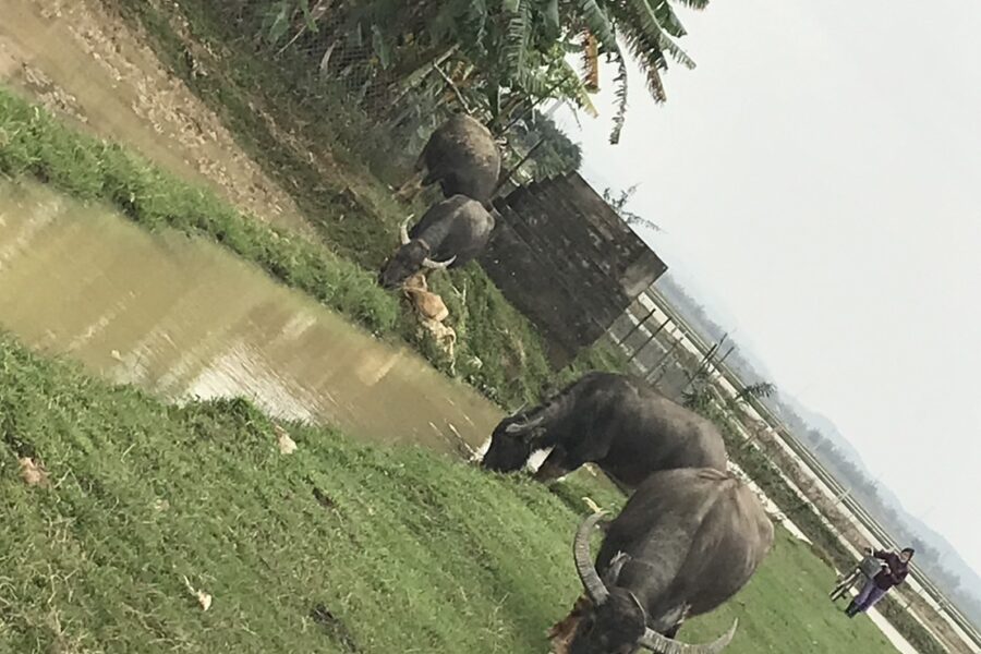 ベトナムの田園風景と水牛