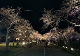 夜の桜街道